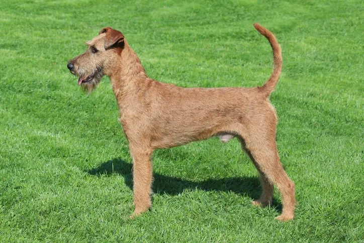 An alert Irish Terrier with a wiry coat posing outdoors
