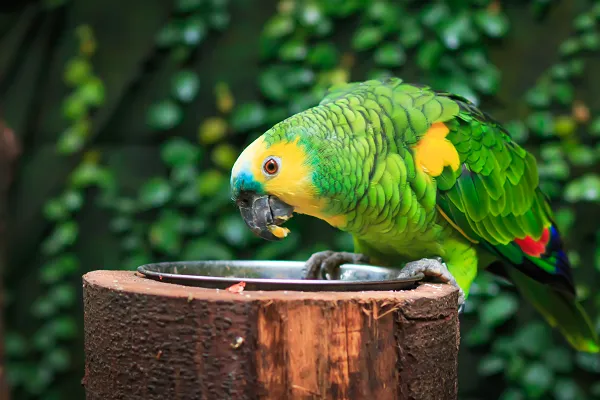 An Amazon parrot happily eating seeds and fruits from a dish