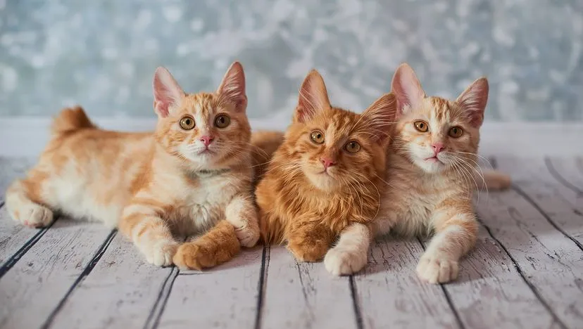 An American Bobtail cat with a short, fluffy tail and striped fur looking attentively