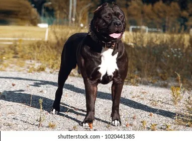 An American Bully showcasing its powerful build and alert stance