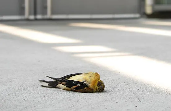 An American Goldfinch, a small yellow bird, lying deceased after a window strike, emphasizing the fatal impact of collisions.