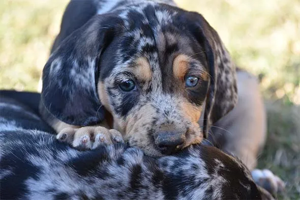 An American Leopard Hound puppy outdoors with its littermates, exploring.