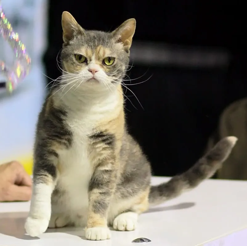 An American Wirehair cat showcasing its distinctive wiry coat and gentle demeanor
