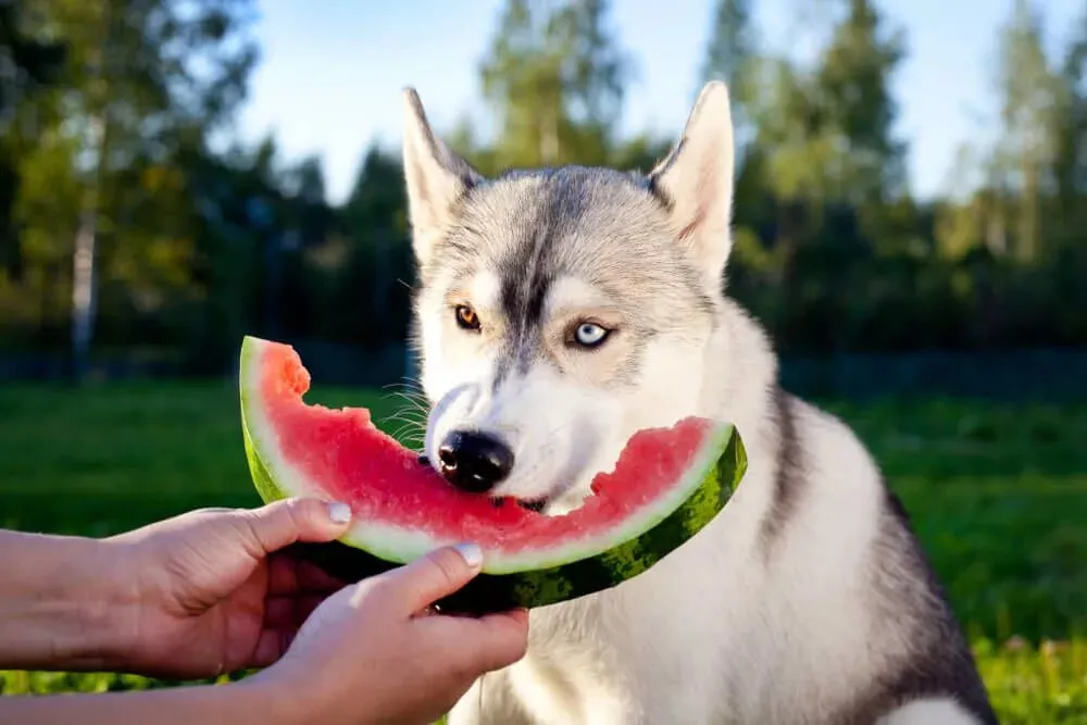 An appealing assortment of fresh, vibrant fruits and vegetables, safe and healthy for dogs.