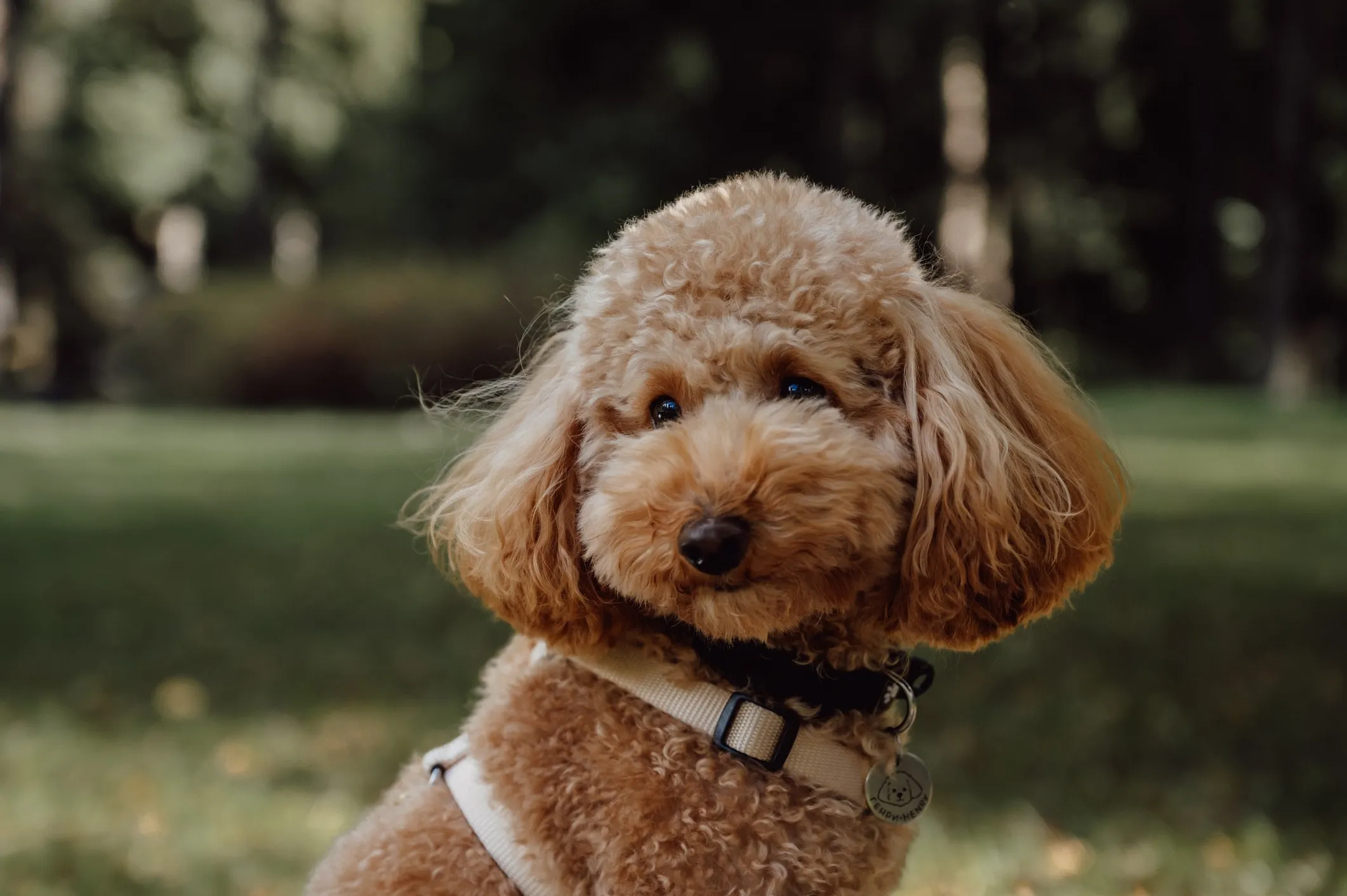An apricot Toy Poodle dog wearing a harness enjoys a walk in a park, showcasing its compact size.
