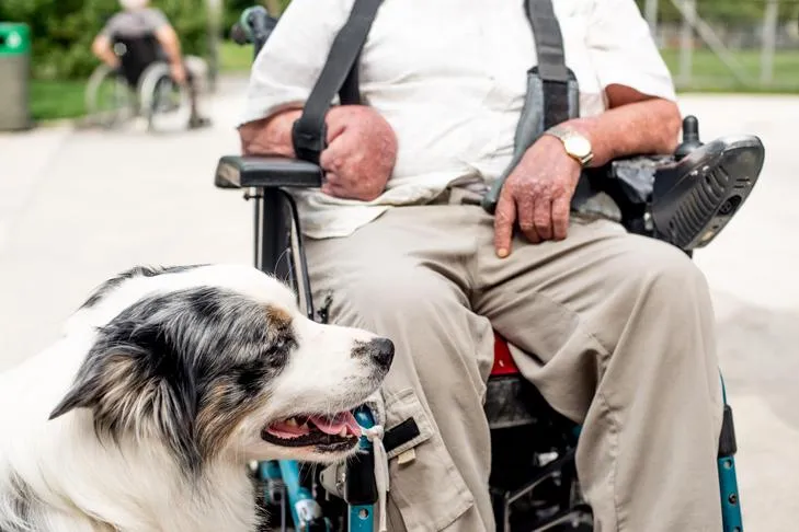 An Australian Shepherd emotional support dog sitting calmly next to its senior owner