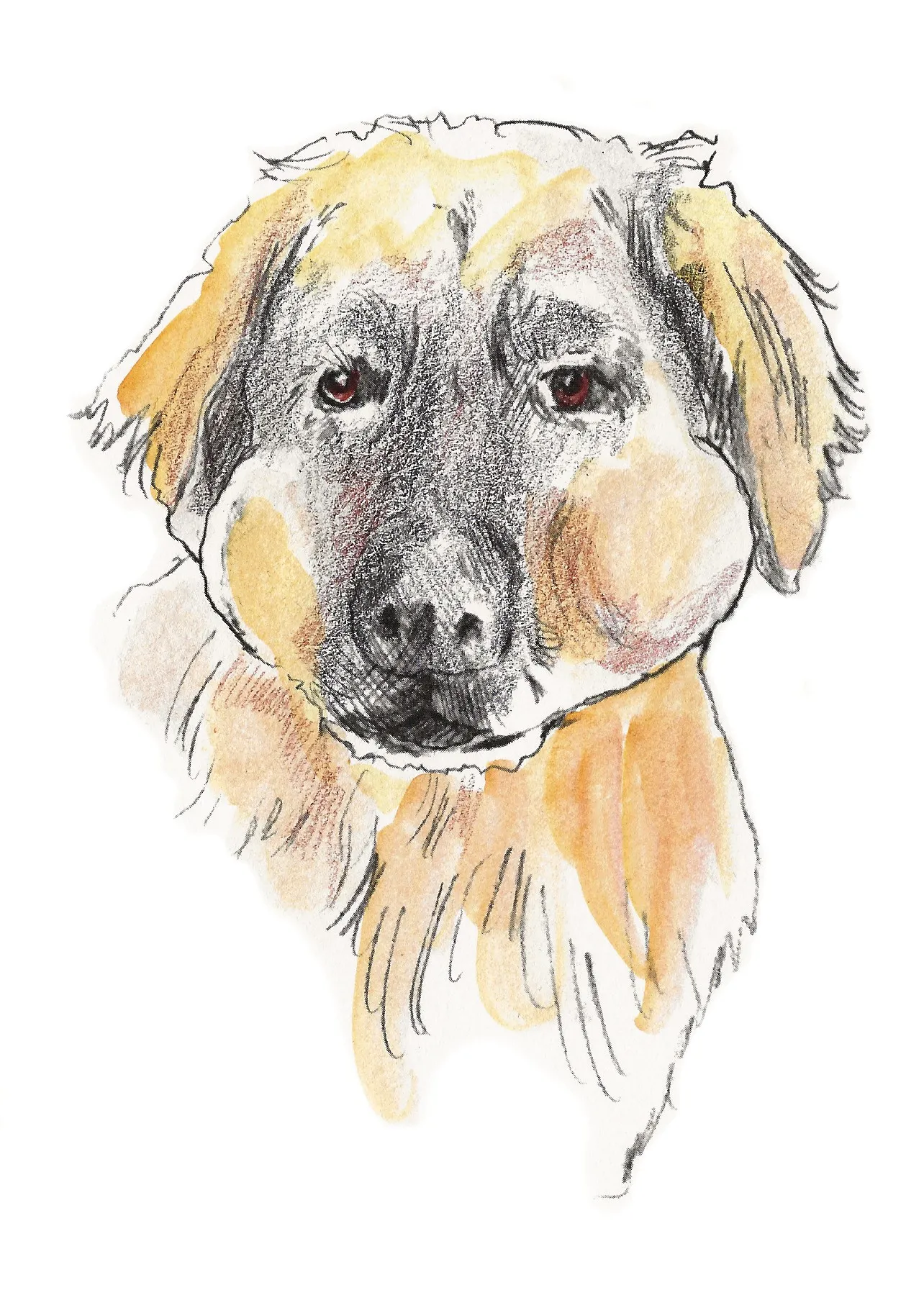 An Australian Shepherd's face with noticeably puffy cheeks, hinting at some hidden treasure or playful secret.