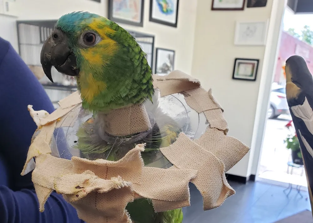 An avian veterinarian examining a parrot with a stethoscope, emphasizing professional medical care.
