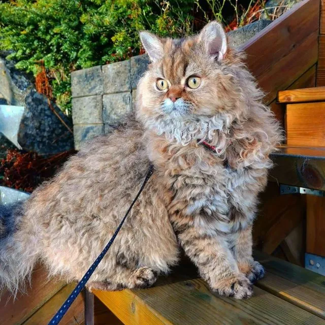 An elegant Amore Angeli Selkirk Rex displaying soft curls