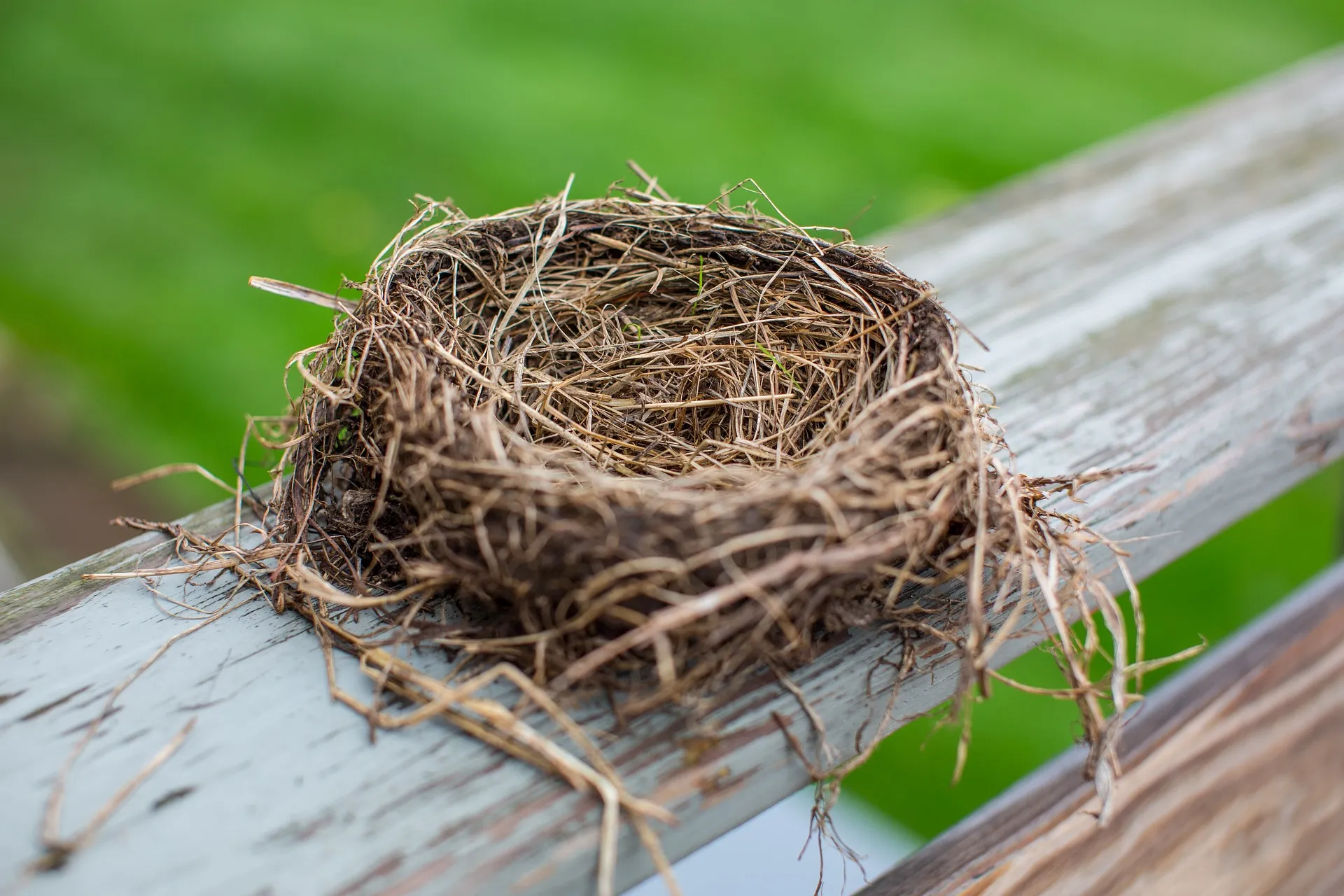 An empty bird nest on a fence, ready for safe removal.