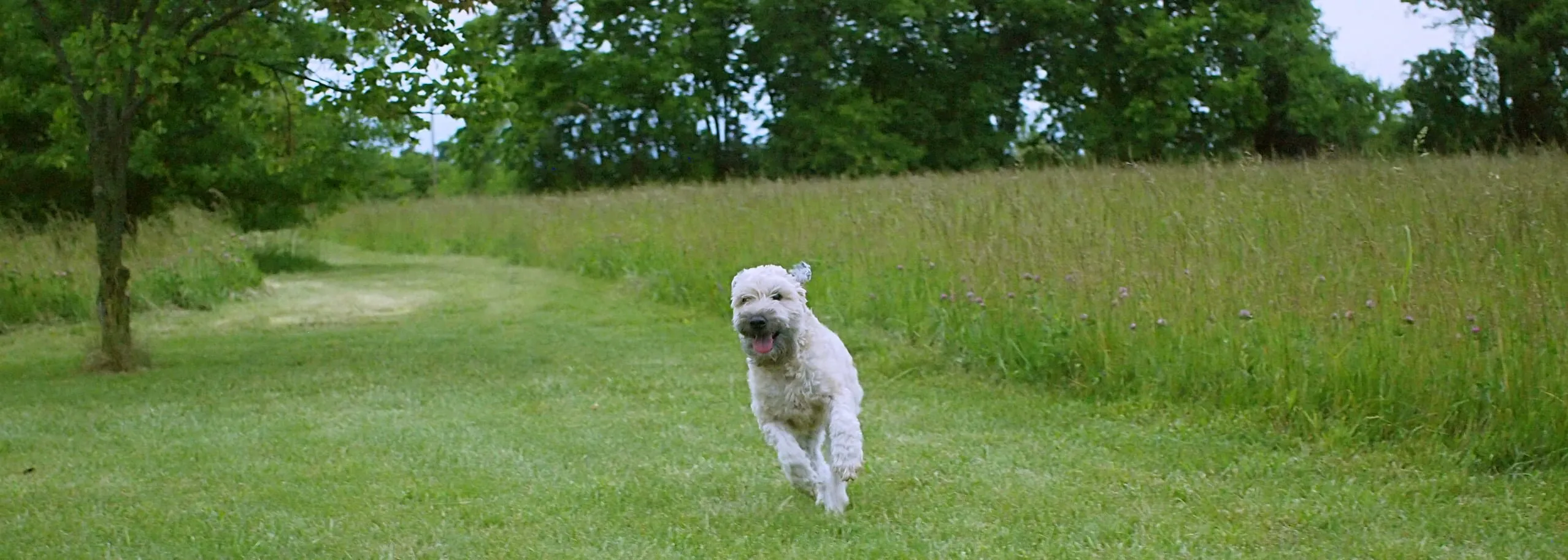An energetic dog running freely in a safe, fenced-in dog park