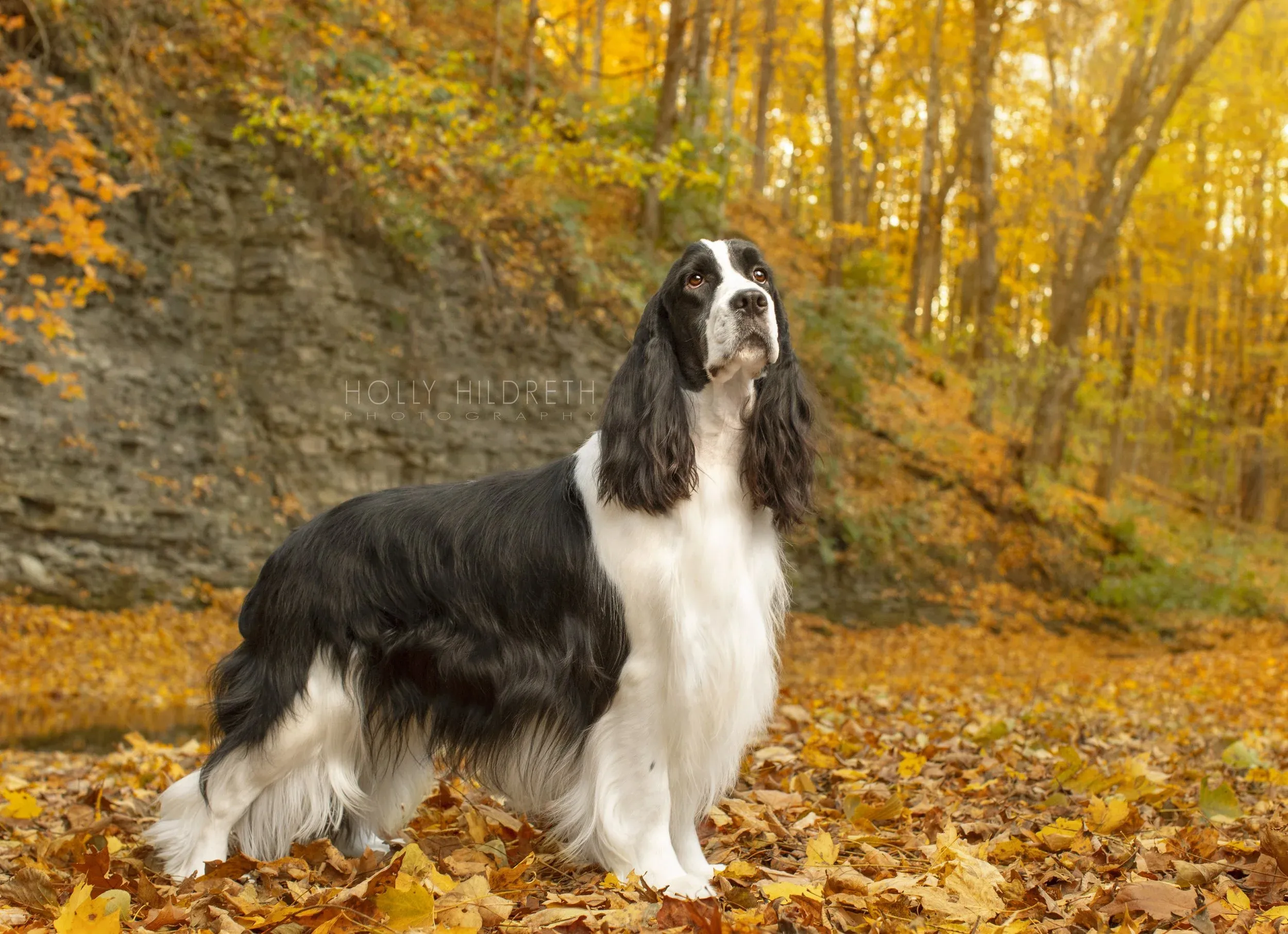 An English Springer Spaniel, captured during a professional pet photography session in the scenic autumn landscape of Alexandria, Ohio