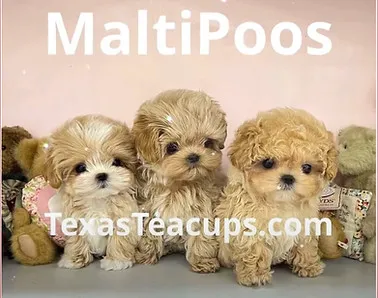 An even tinier teacup Maltipoo puppy with big, dark eyes looking up, nestled comfortably