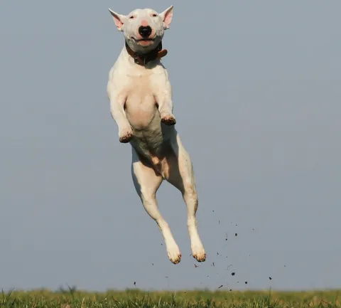 An excited golden retriever dog jumping up at a person outdoors