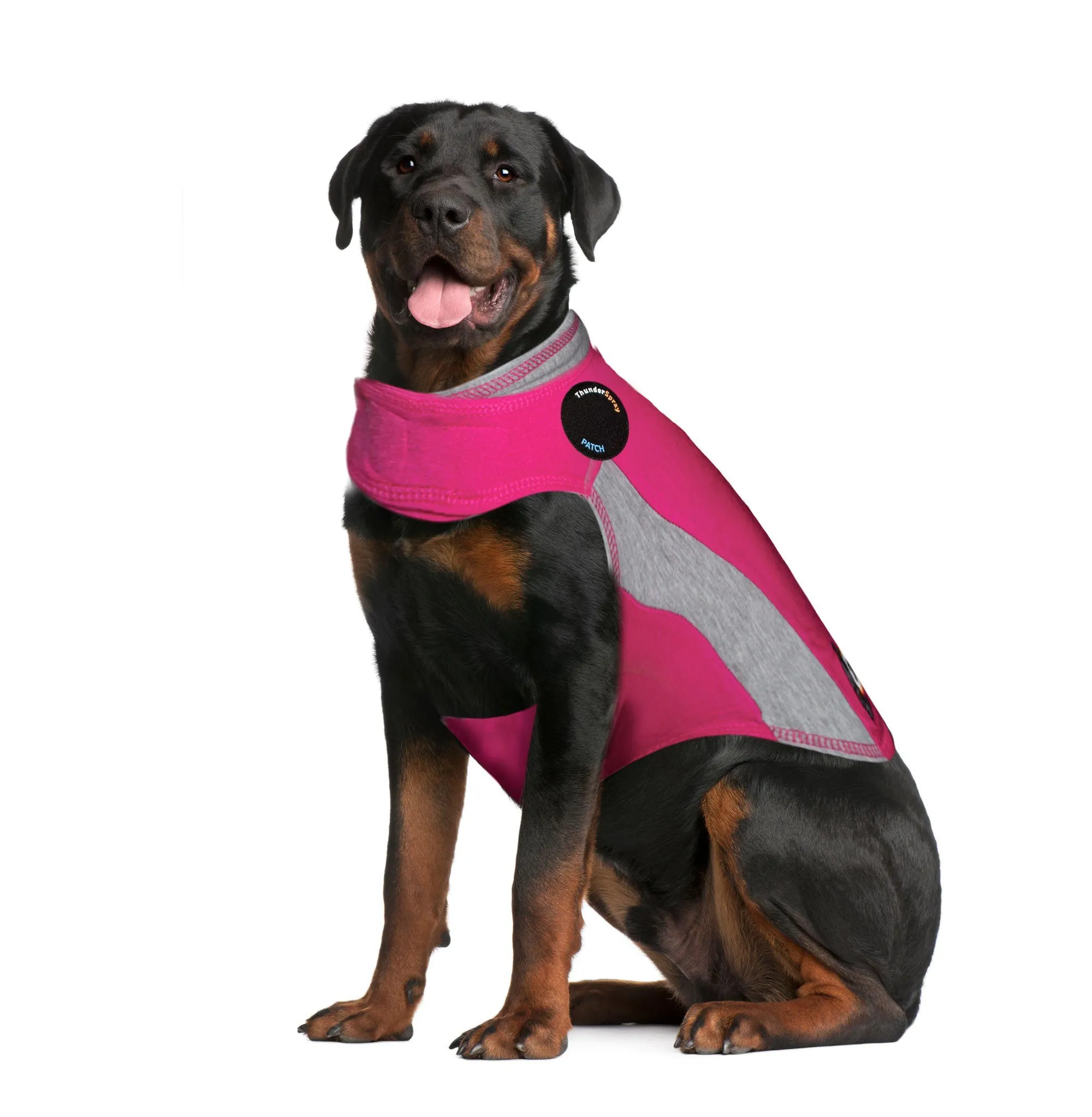 An extra-large dog wearing an XXL Pink Polo ThunderShirt