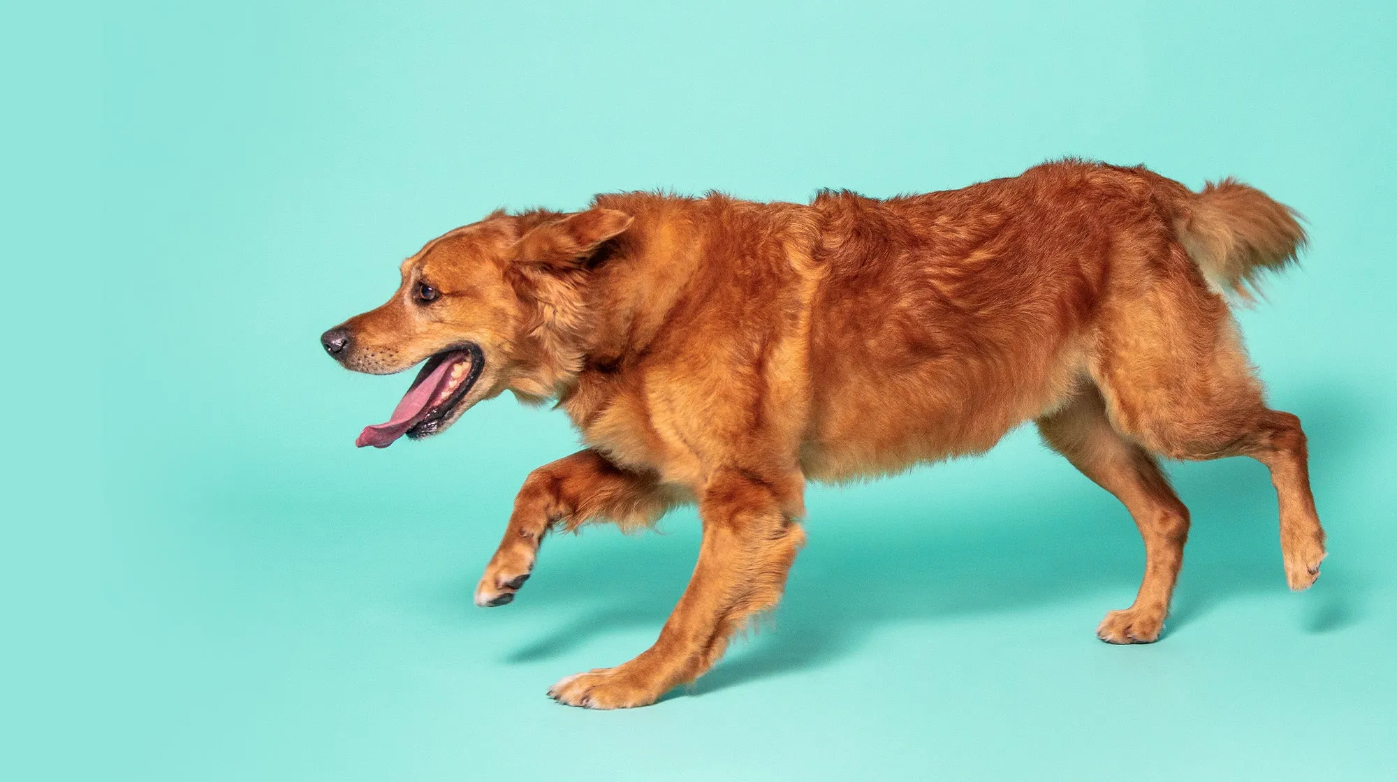 An illustration depicting the intricate connection between the gut microbiome and joint health in dogs