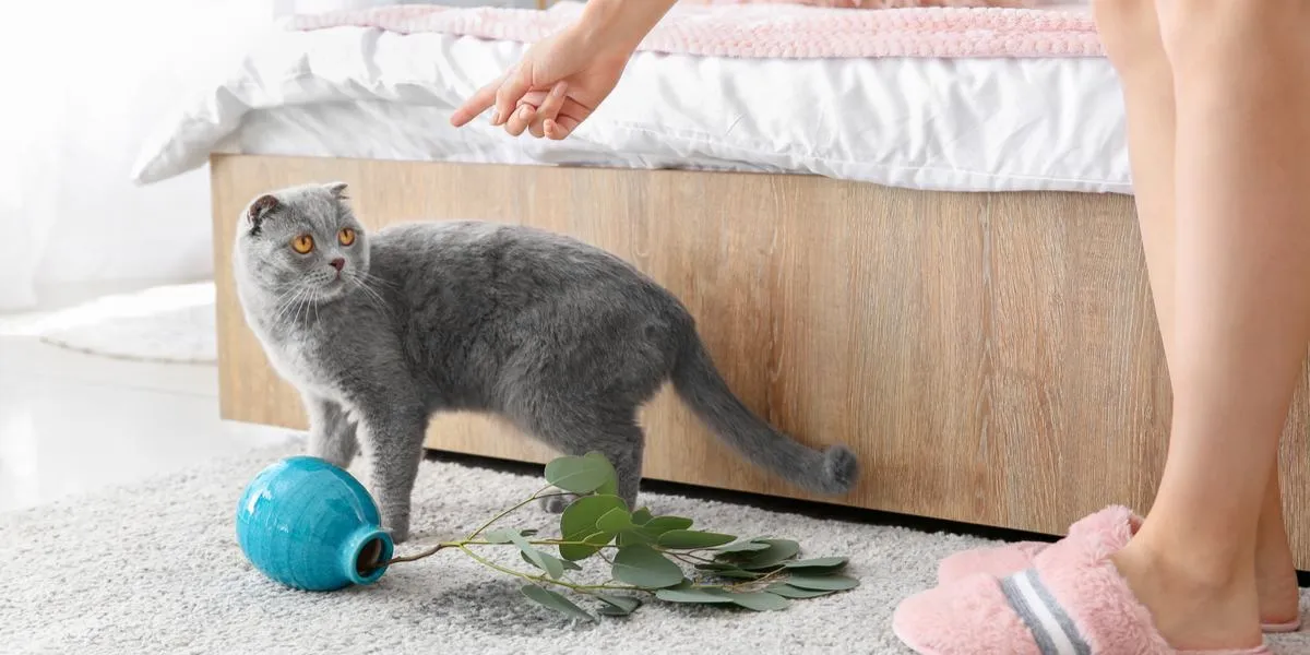 An image featuring a person teaching a cat the command