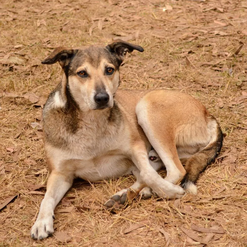 An Indian Pariah Dog with a light brown coat standing outdoors