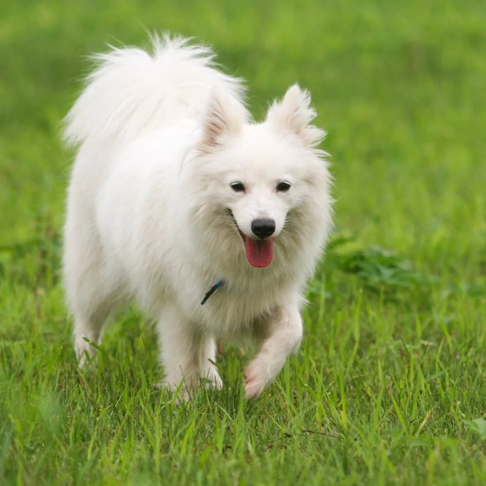An Indian Spitz with fluffy white fur running gracefully on a lawn