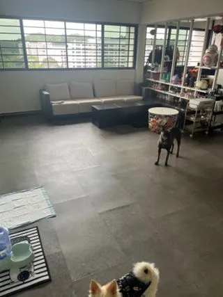 An individual providing gentle care to a dog, symbolizing trusted pet sitting services