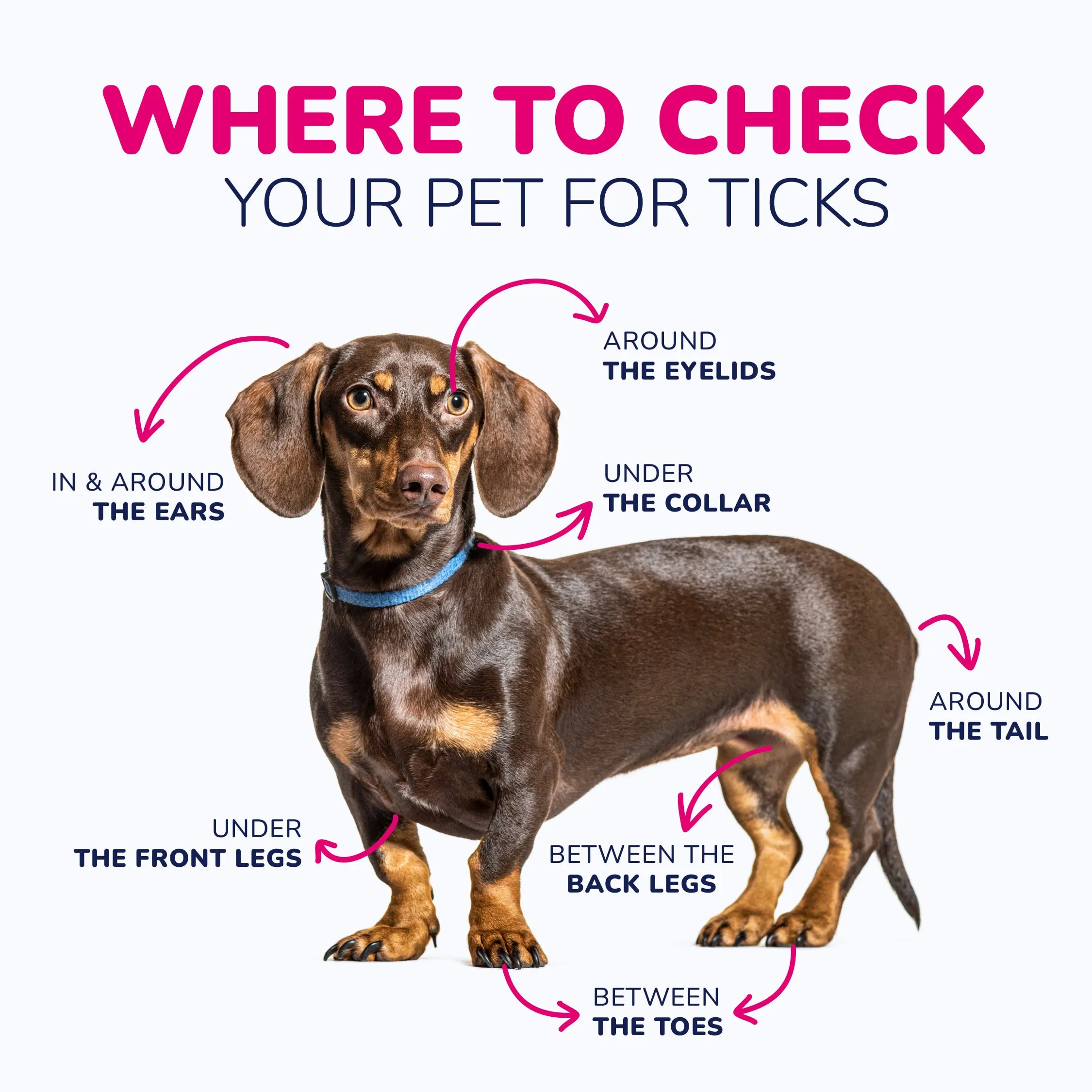 An infographic illustrating common areas on a dog's body where ticks are frequently found, including ears, paws, and under the tail.