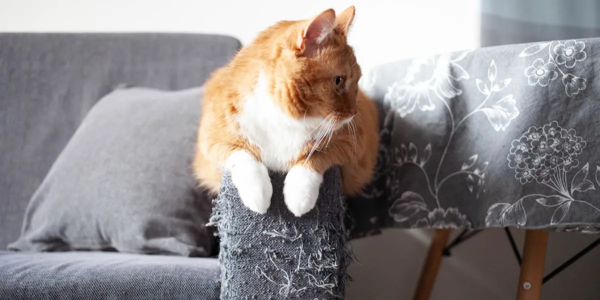 An inquisitive cat next to a scratched piece of furniture.