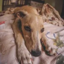 An Italian Greyhound at home, symbolizing a rescue dog's journey to comfort and a new routine.