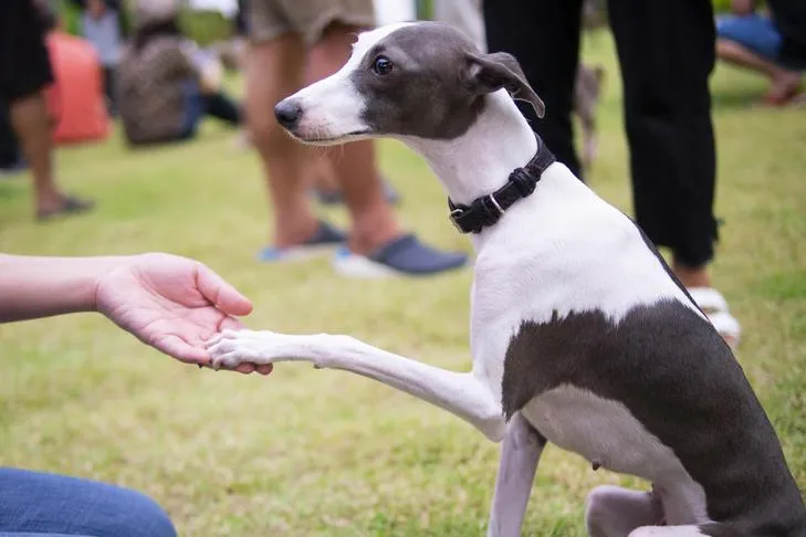 An Italian Greyhound shaking hands with a person, showing polite interaction