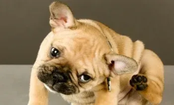 An itchy dog scratching his ear with his hind paw, seeking relief