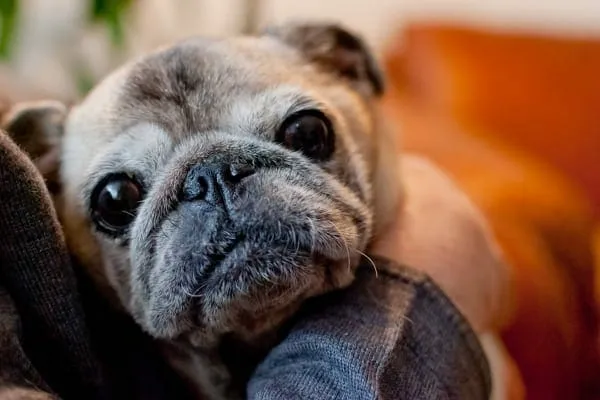 An older Pug with arthritis sitting peacefully on its owner's lap, symbolizing improved quality of life with proper care