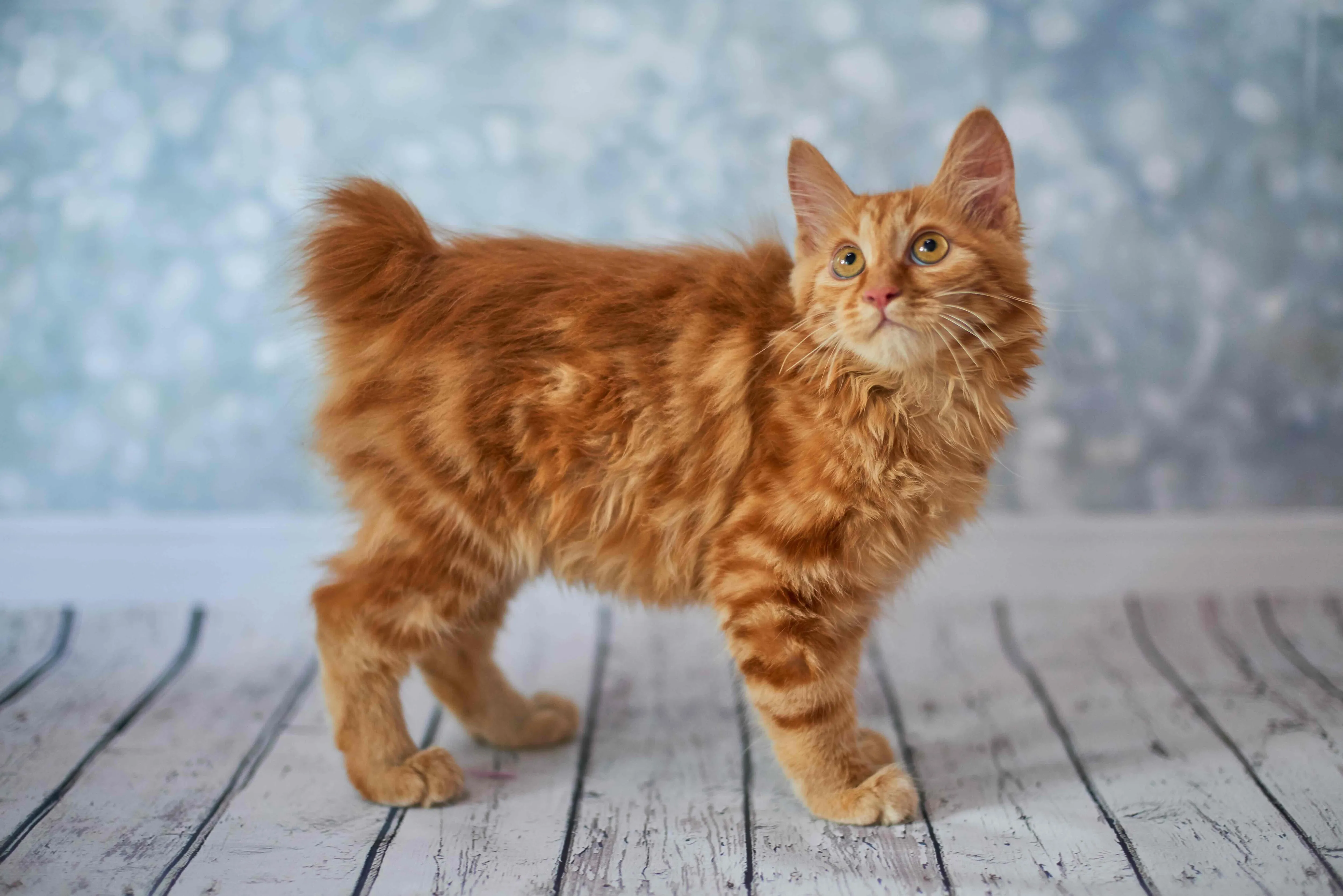 An orange American Bobtail kitten looking upwards, highlighting its distinctive short tail and potential for size.