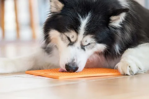 An orange LickiMat Buddy with spread food for a dog