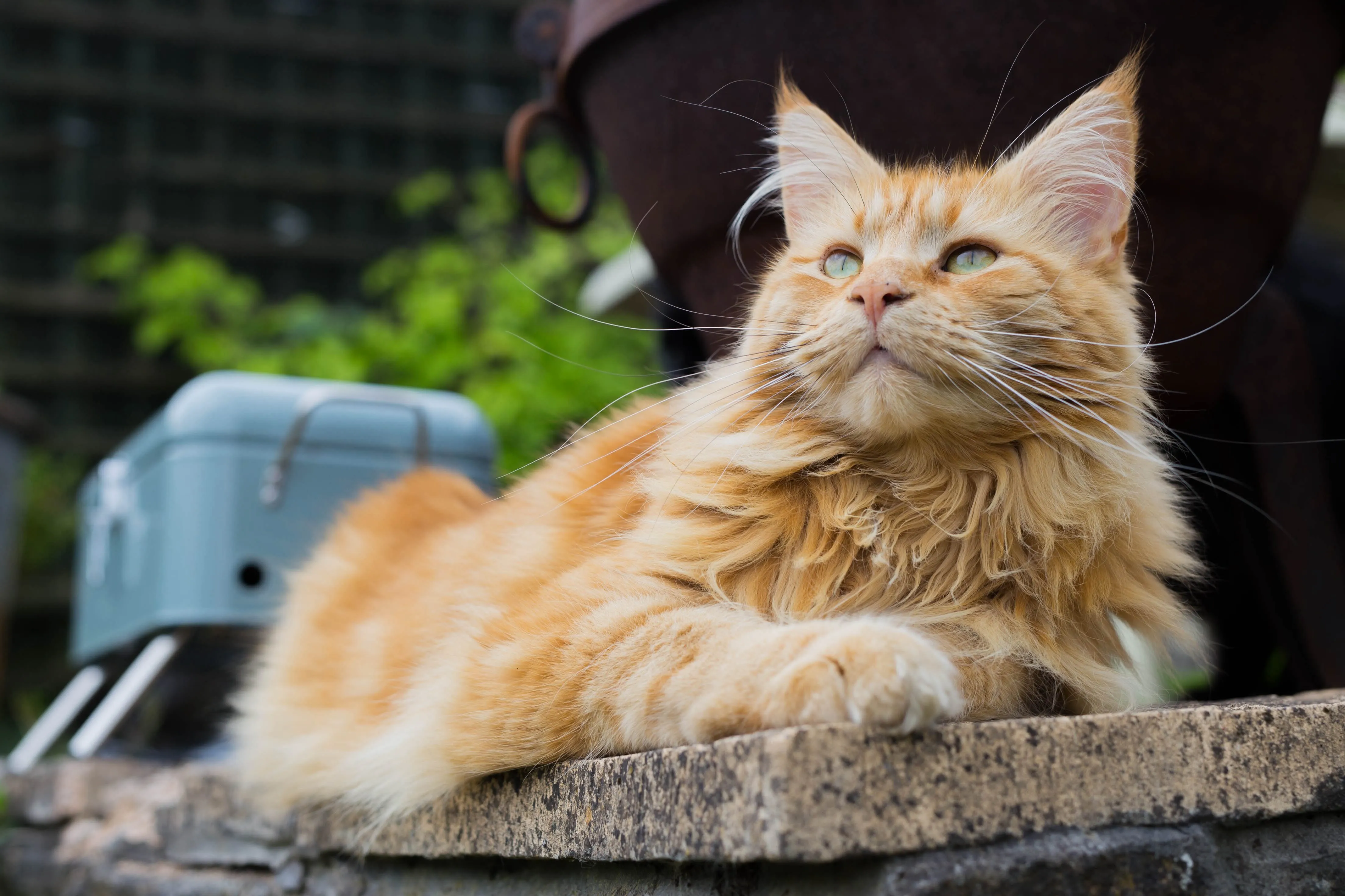An orange Maine Coon cat lying down, showcasing its large size.