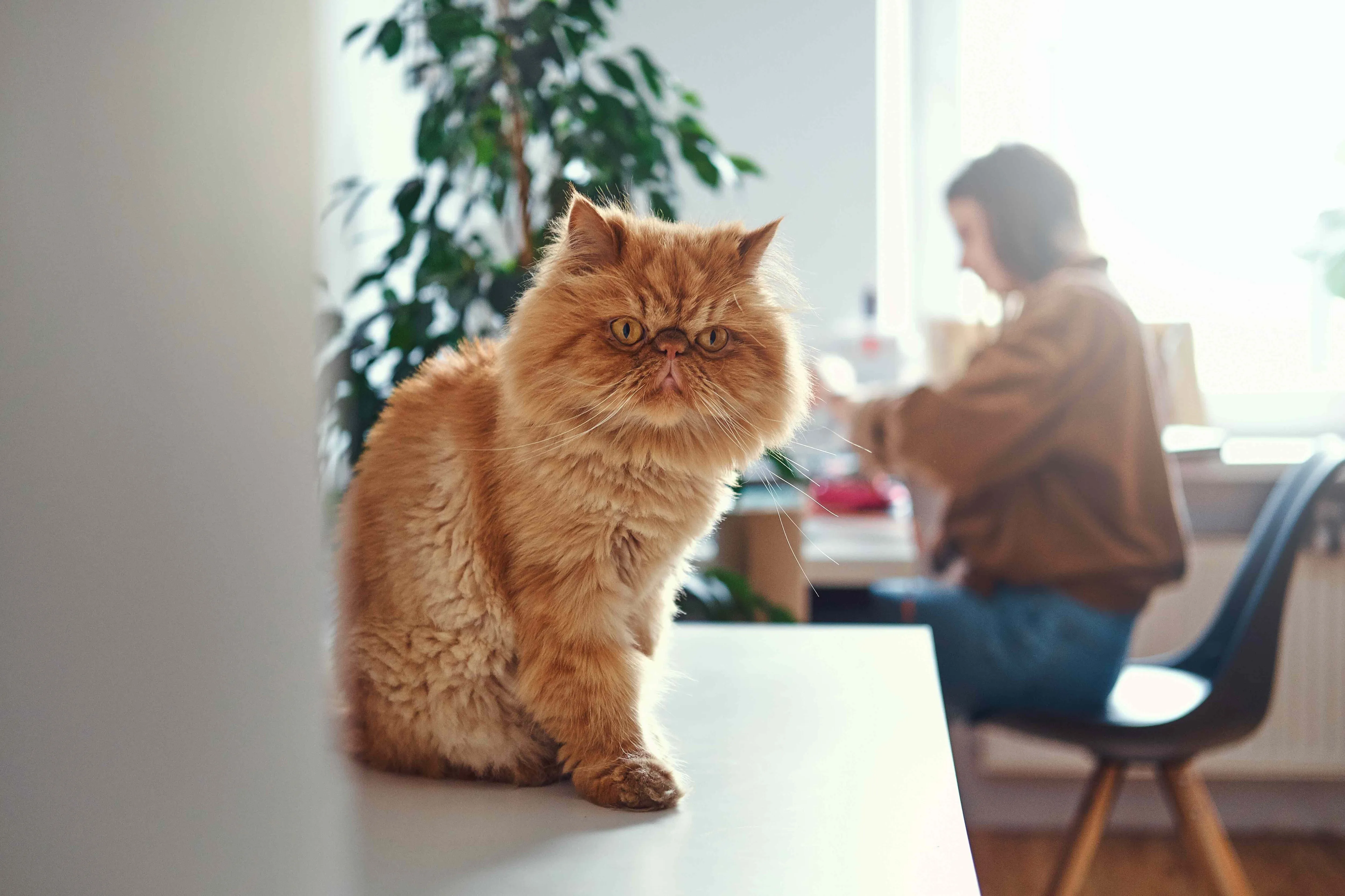 An orange Persian cat sitting attentively on a wooden desk