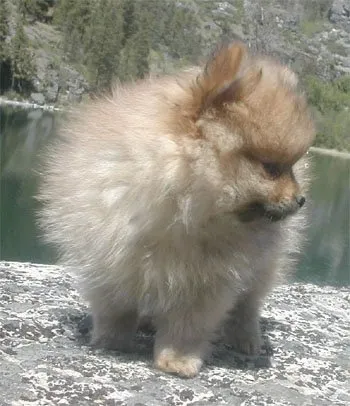 An orange sable Pomeranian puppy with a fluffy coat stands on a rock, looking right with a body of water in the background.