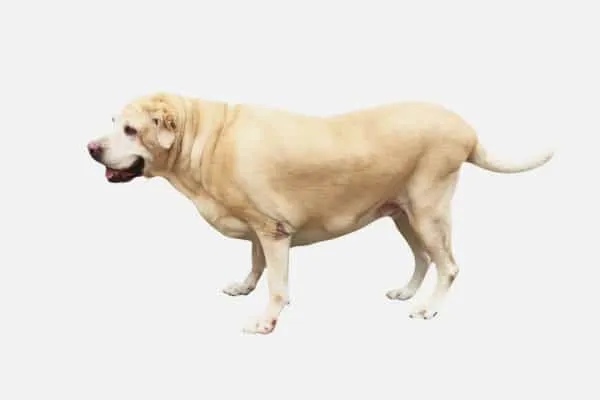 An overweight Labrador Retriever exhibiting muscle weakness and atrophy in the hind limbs, typical of canine hip dysplasia.