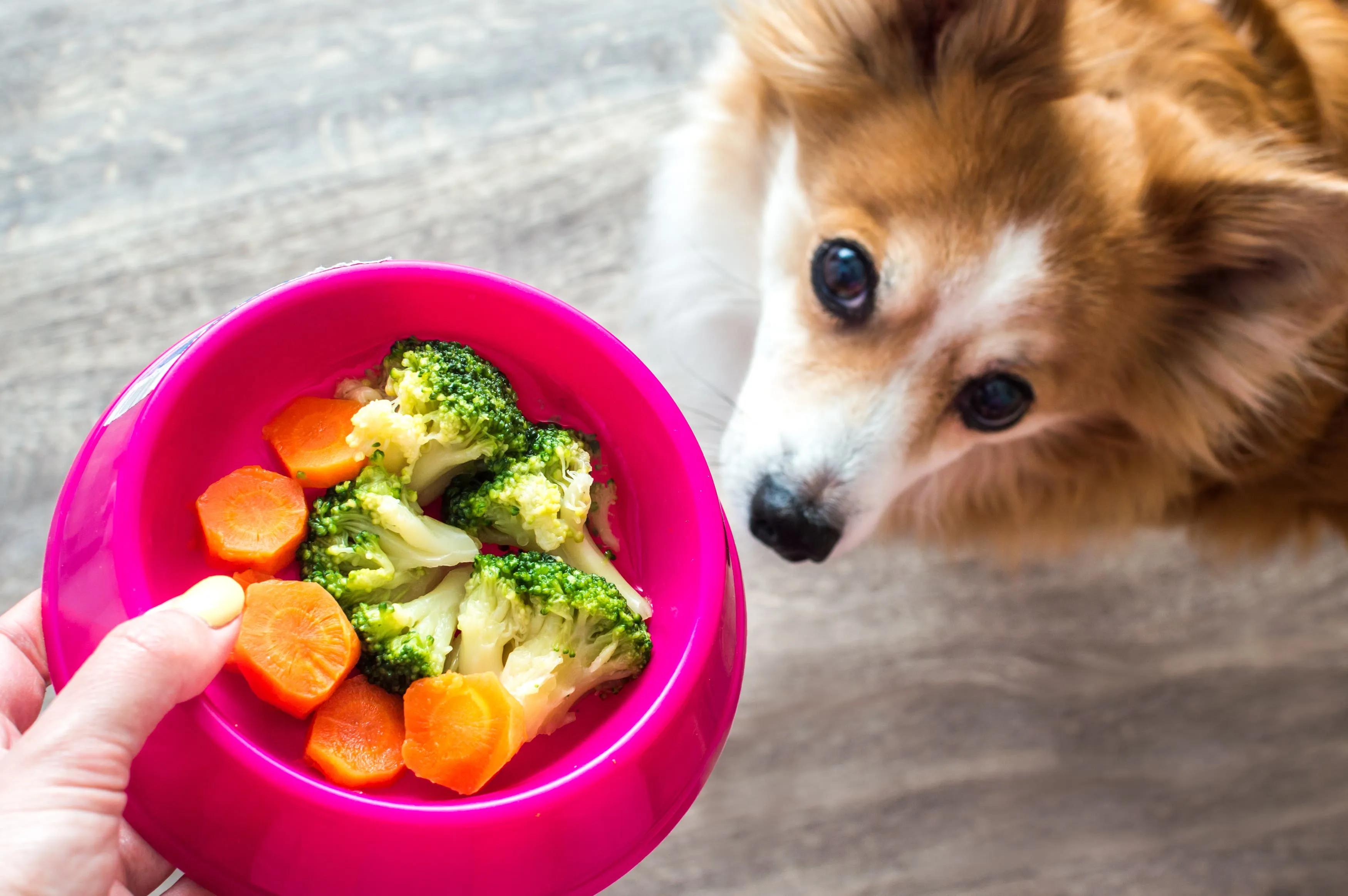An owner carefully feeds a small piece of vegetable to a happy dog, demonstrating safe feeding practices.