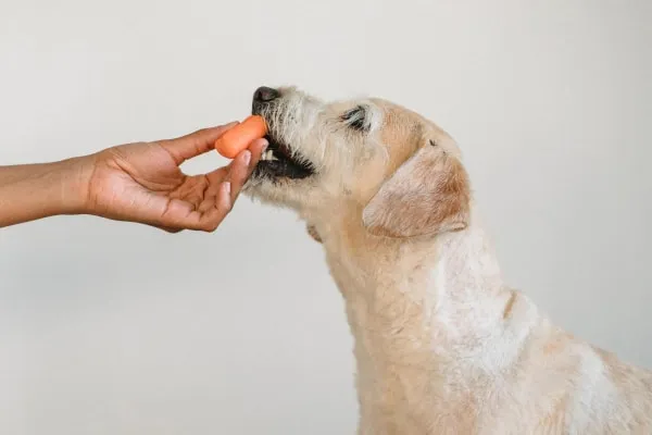 An owner gently offering a vibrant orange carrot to her dog, who is about to take a bite.