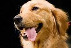 An owner gently petting a happy Golden Retriever, symbolizing care and companionship