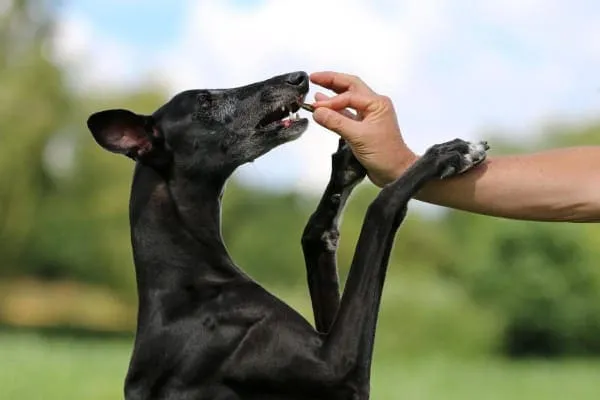 An owner giving a supplement to a senior dog, highlighting the importance of joint supplements for mobility