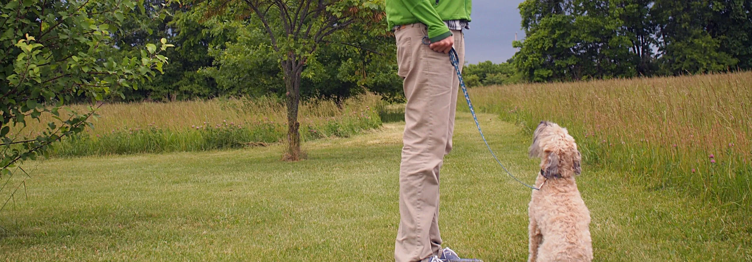 An owner giving a treat to a dog that is sitting and focused during a walk