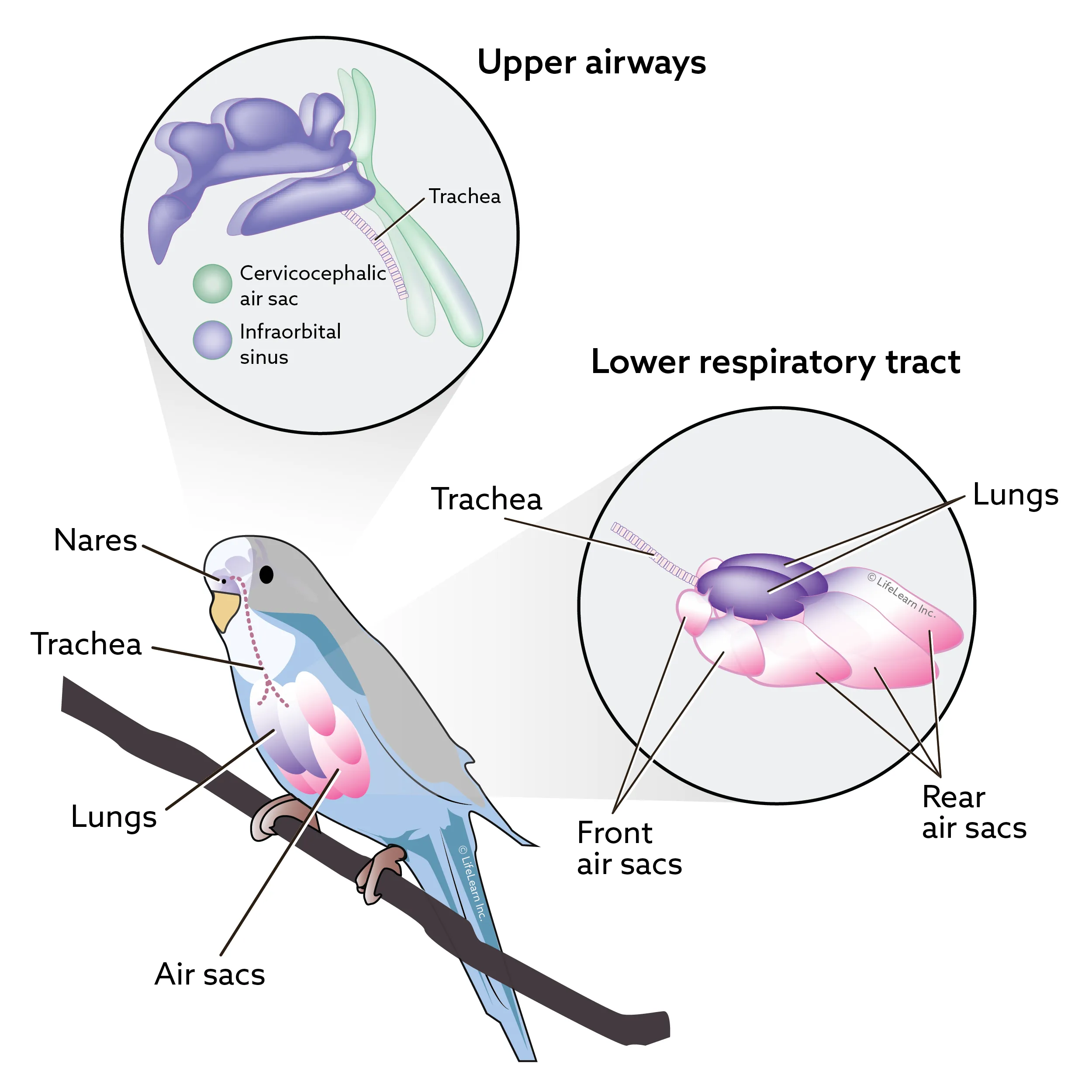 Anatomy of bird respiratory system showing upper and lower tracts