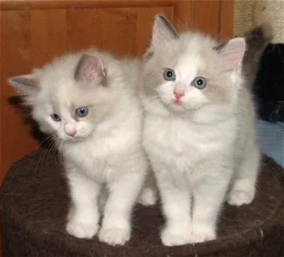 Angelight Ragdolls kittens: blue cream tortie point bicolor Chamomile and seal tortie sister