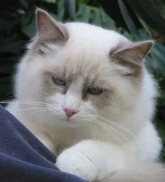 Angelmist of Guysndolls, a young bi-color lilac Ragdoll