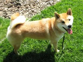 Anger and frustration will also elicit extreme Shiba Inu behaviors