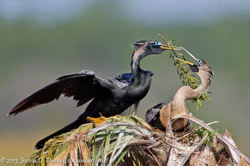 Anhinga exchanging twigs during nesting at Viera Wetlands