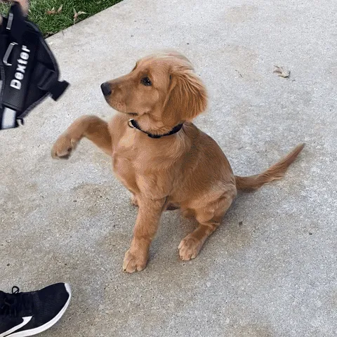 Animated GIF demonstrating a dog owner quickly putting on the HarnessBuddy harness in 3 seconds