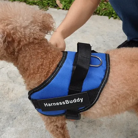 Animated GIF of a person using the top handle to gently guide a dog, showing immediate control