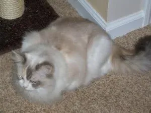 Annabella, seal flame bicolor torbie Ragdoll owned by Brita Pingry