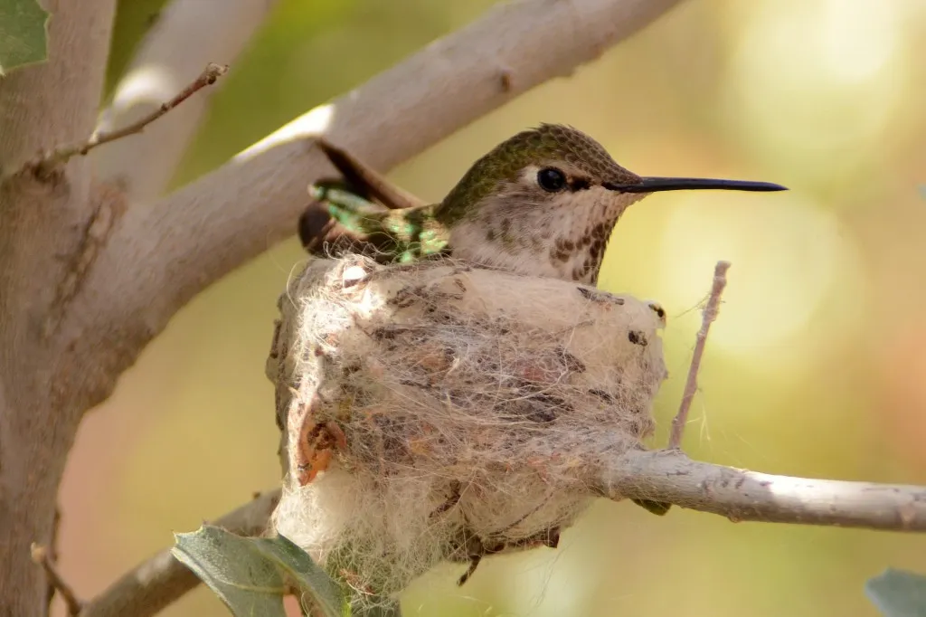 Anna's Hummingbird incubating eggs on nest